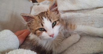 alice pet sitter à RILLIEUX LA PAPE 69140_1