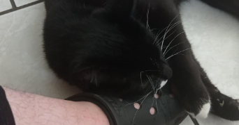 amélie pet sitter à METZ 57000_3