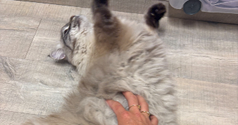 bertrand pet sitter à AURILLAC 15000_2