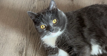 lola pet sitter à LOUPLANDE 72210_2