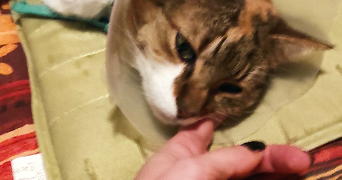 anais pet sitter à ST CHRISTOL LEZ ALES 30380_3