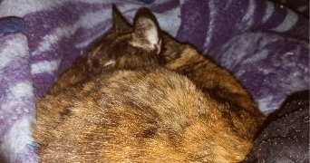 mickaëla pet sitter à AMIENS 80000_2