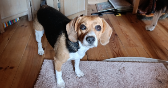 camille pet sitter à Saint urcisse 81630_9