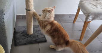 axelle pet sitter à SONCHAMP 78120_3
