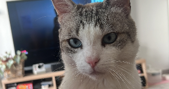 marion pet sitter à OSNY 95520_1