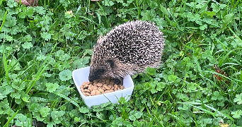 marie pet sitter à PREMESQUES 59840_4