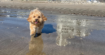 louis pet sitter à PARIS 09 75009_2