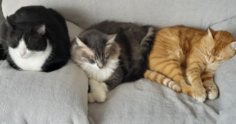 hailie pet sitter à ST JUERY 81160_2
