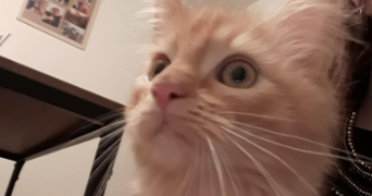 laura pet sitter à ST MAURICE DE BEYNOST 01700_1