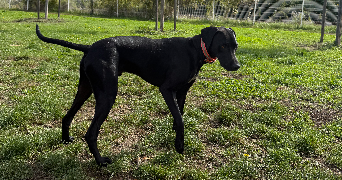 selma pet sitter à ST MARTIN D HERES 38400_8