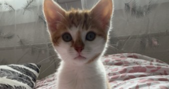 typhaine pet sitter à VILLEFRANCHE SUR SAONE 69400_1