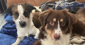 anaïs pet sitter à PLAISIR 78370_1
