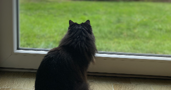 floriane pet sitter à BOBIGNY 93000_2
