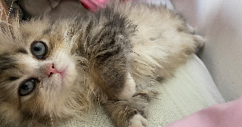 zoya pet sitter à VILLEPINTE 93420_3