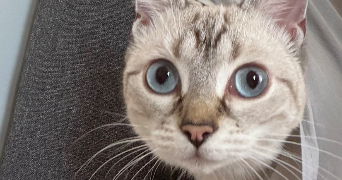 ambre pet sitter à MALAKOFF 92240_7