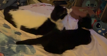 lena pet sitter à ORLEANS 45000_1