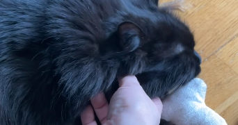 sandy pet sitter à ROSNY SOUS BOIS 93110_9