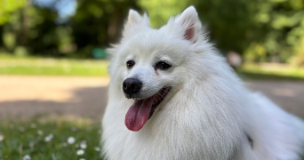 charlène pet sitter à TOURS 37200_1