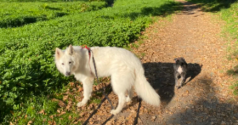 chloé pet sitter à ROUEN 76000_1