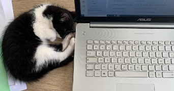 camille pet sitter à Brandérion 56700_4