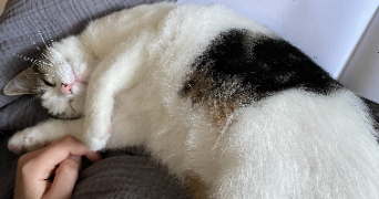 roxanne pet sitter à ANGLET 64600_1