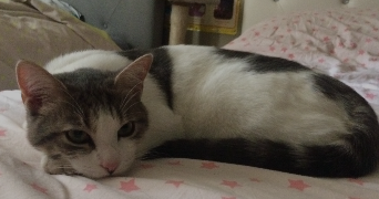 anissa pet sitter à AGDE 34300_0