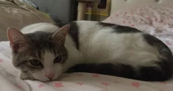 anissa pet sitter à AGDE 34300