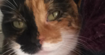 nadège pet sitter à Metz 57070_2