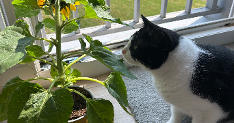 pauline pet sitter à RENNES 35200_3