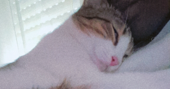 fina pet sitter à VILLENEUVE SUR LOT 47300_6