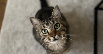 pauline pet sitter à REIMS 51100_2