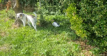 anne laure pet sitter à WAZIERS 59119