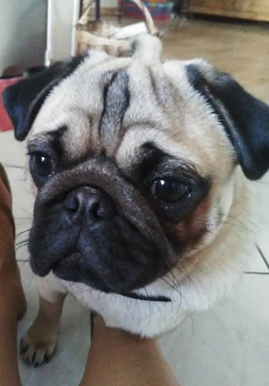 Pénélope pet sitter à Herrlisheim 67850_6