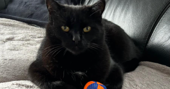 enzo pet sitter à ANDREZIEUX BOUTHEON 42160_2