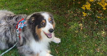 kirsten pet sitter à PORT JEROME SUR SEINE 76330_3