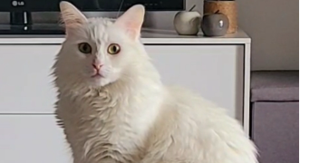 nawal pet sitter à AIX EN PROVENCE 13090_0