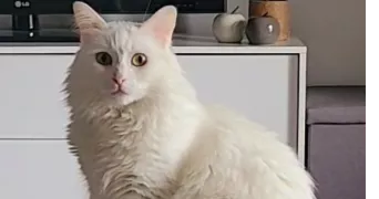 nawal pet sitter à AIX EN PROVENCE 13090