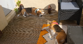corinne pet sitter à CALAIS 62100_9