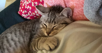 camille pet sitter à STRASBOURG 67000_3