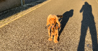 nathan pet sitter à FONTENAY LE COMTE 85200_2