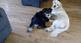 valérie dog sitter à Laval 53000