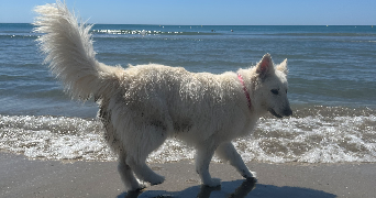 amandine pet sitter à MONTPELLIER 34070_1