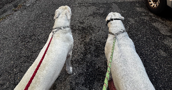 elvina pet sitter à MARSEILLE 10 13010_2