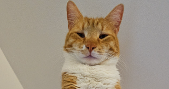 lisa pet sitter à MIRECOURT 88500_5