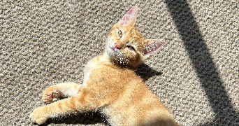 maureen pet sitter à RANTON 86200_4
