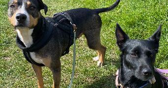 jessica pet sitter à HOUDAN 78550_7