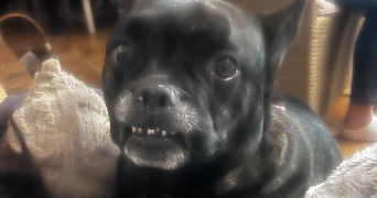 sahra pet sitter à SARTROUVILLE 78500_3
