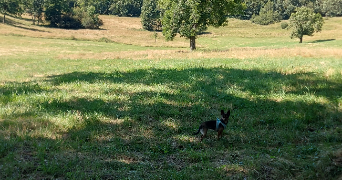 mélanie pet sitter à BEGLES 33130_2