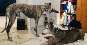 laura pet sitter à BORDEAUX 33100_4