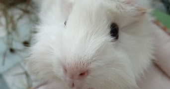 julie pet sitter à TOULOUSE 31300_0